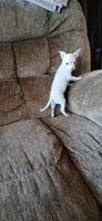 Tiny, a male Chihuahua for sale in Marquand, MO – 2 of 3