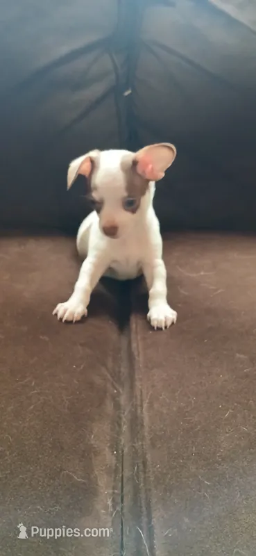 Spot – Chihuahua puppy for sale in Marquand, MO