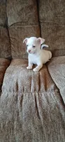Turbo, a male Chihuahua for sale in Marquand, MO – 2 of 3