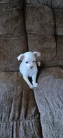 Freddy, a male Chihuahua for sale in Marquand, MO – 2 of 3