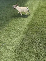 Andy, a male French Bulldog for sale in Phoenix, AZ – 2 of 4