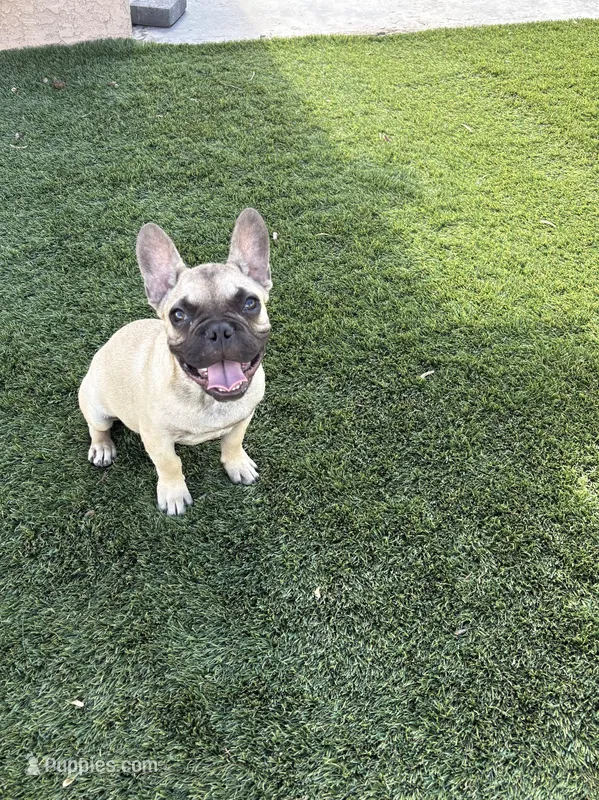 Andy – French Bulldog puppy for sale in Phoenix, AZ