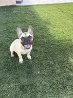 Andy, a male French Bulldog for sale in Phoenix, AZ – 1 of 4