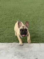 Andy, a male French Bulldog for sale in Phoenix, AZ – 4 of 4