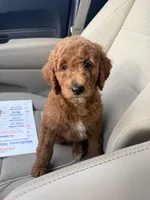 Kash, a male Goldendoodle for sale in Union, NJ – 2 of 3