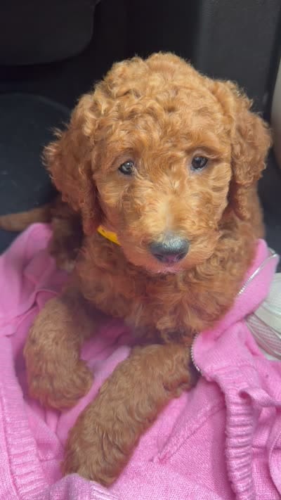 Kash, a male Goldendoodle for sale in Union, NJ – 3 of 3