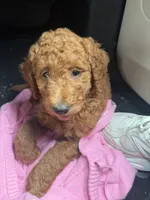 Kash, a male Goldendoodle for sale in Union, NJ – 1 of 3