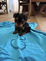 Teacup Sadie, a female Yorkshire Terrier for sale in Chandler, AZ – 2 of 6