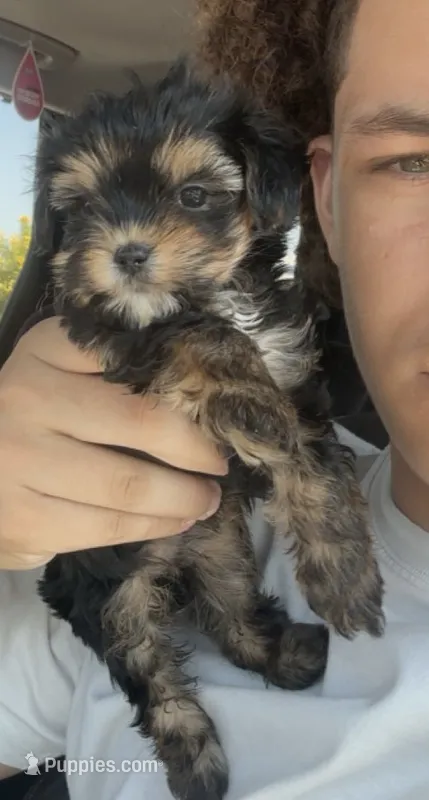 Hailey – Yorkshire Terrier puppy for sale in Chandler, AZ