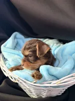 Graham, a male Yorkshire Terrier for sale in Chandler, AZ – 4 of 6