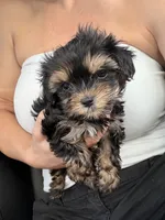 Hailey, a female Yorkshire Terrier for sale in Chandler, AZ – 4 of 5