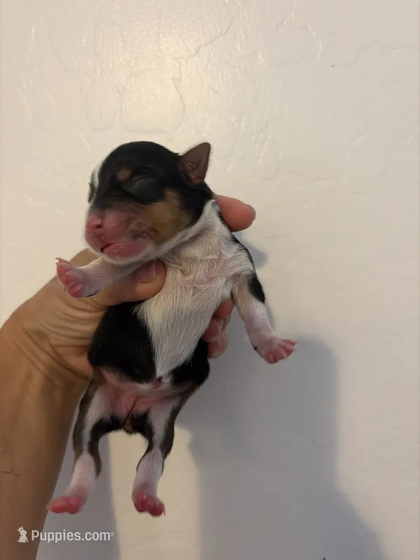Parti tricolor – Yorkshire Terrier puppy for sale in Chandler, AZ