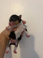 Parti tricolor, a female Yorkshire Terrier for sale in Chandler, AZ – 1 of 4