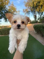 Titan, a male Yorkshire Terrier for sale in Chandler, AZ – 4 of 5