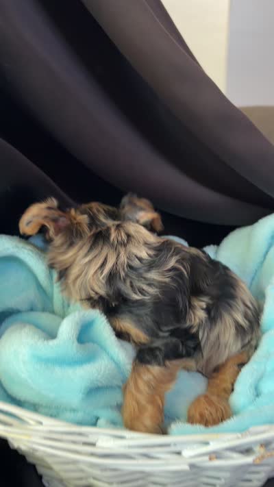 Gavin, a male Yorkshire Terrier for sale in Chandler, AZ – 6 of 6