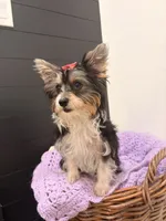 Georgia, a female Yorkshire Terrier for sale in Chandler, AZ – 4 of 5