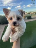 Titan, a male Yorkshire Terrier for sale in Chandler, AZ – 5 of 5