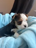 Caden, a male Yorkshire Terrier for sale in Chandler, AZ – Photo 4 of 5