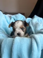 Caden, a male Yorkshire Terrier for sale in Chandler, AZ – Photo 1 of 5