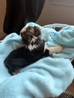 Caden, a male Yorkshire Terrier for sale in Chandler, AZ – Photo 5 of 5