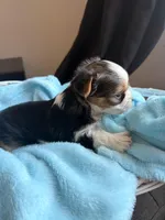 Caden, a male Yorkshire Terrier for sale in Chandler, AZ – Photo 3 of 5