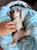 Caden, a male Yorkshire Terrier for sale in Chandler, AZ – Photo 2 of 5