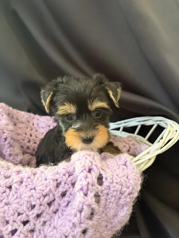 Gloria, a female Yorkshire Terrier for sale in Chandler, AZ – 1 of 7