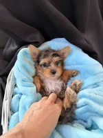 Grayson, a male Yorkshire Terrier for sale in Chandler, AZ – 2 of 5