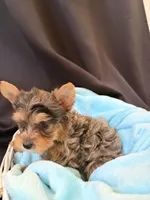 Grayson, a male Yorkshire Terrier for sale in Chandler, AZ – 3 of 5