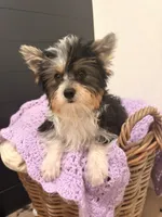 Georgia, a female Yorkshire Terrier for sale in Chandler, AZ – 2 of 5