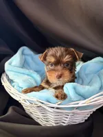Graham, a male Yorkshire Terrier for sale in Chandler, AZ – 3 of 6
