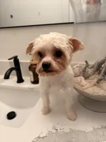 Titan, a male Yorkshire Terrier for sale in Chandler, AZ – 3 of 5