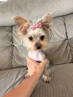 Italia, a female Yorkshire Terrier for sale in Chandler, AZ – 2 of 4