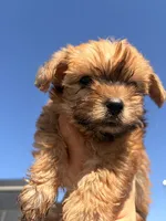 Claire, a female Yorkshire Terrier for sale in Chandler, AZ – 5 of 6