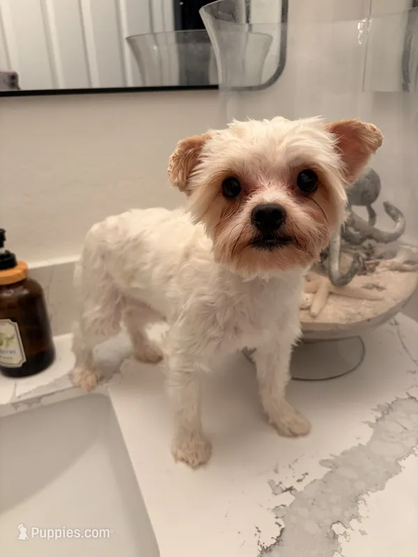 Titan – Yorkshire Terrier puppy for sale in Chandler, AZ