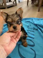 Sabrina, a female Yorkshire Terrier for sale in Chandler, AZ – 5 of 6