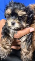 Hailey, a female Yorkshire Terrier for sale in Chandler, AZ – 2 of 5