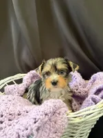 Gianna, a female Yorkshire Terrier for sale in Chandler, AZ – 2 of 6