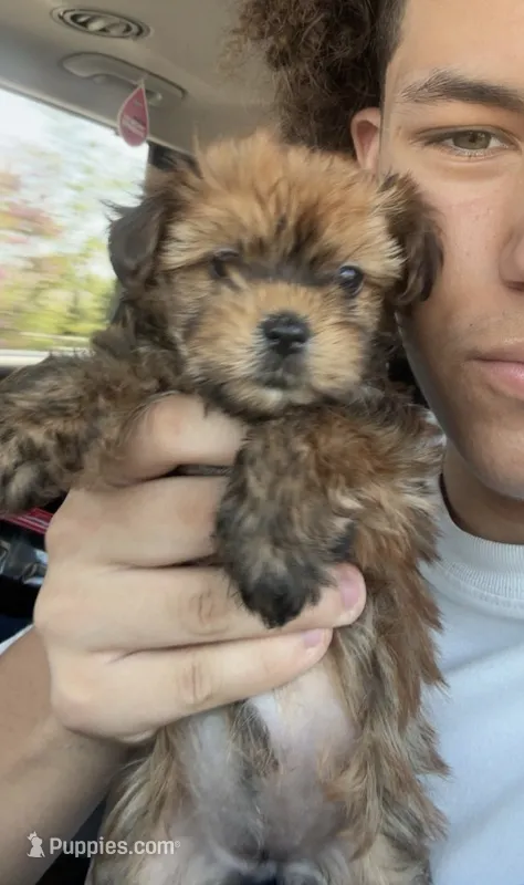 Ginger – Yorkshire Terrier puppy for sale in Chandler, AZ