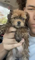 Ginger, a female Yorkshire Terrier for sale in Chandler, AZ – 1 of 3