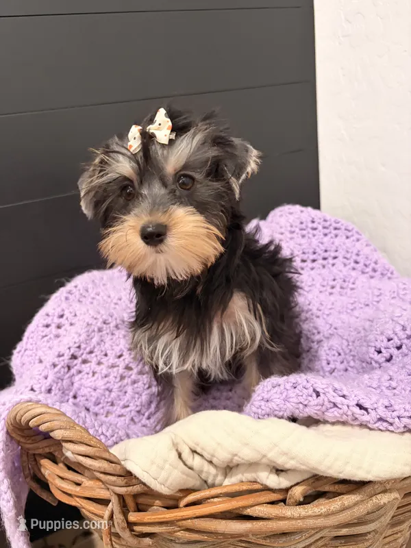 Gloria – Yorkshire Terrier puppy for sale in Chandler, AZ