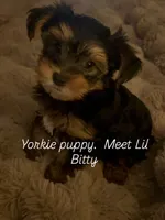 Bitty, a female Yorkshire Terrier for sale in Chandler, AZ – 2 of 2