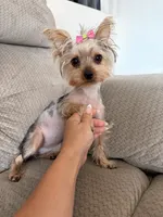 Italia, a female Yorkshire Terrier for sale in Chandler, AZ – 4 of 4