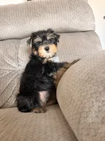 Gloria, a female Yorkshire Terrier for sale in Chandler, AZ – 3 of 9