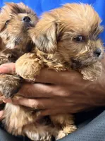Claire, a female Yorkshire Terrier for sale in Chandler, AZ – 6 of 6