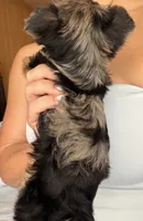 Sabrina, a female Yorkshire Terrier for sale in Chandler, AZ – 4 of 6