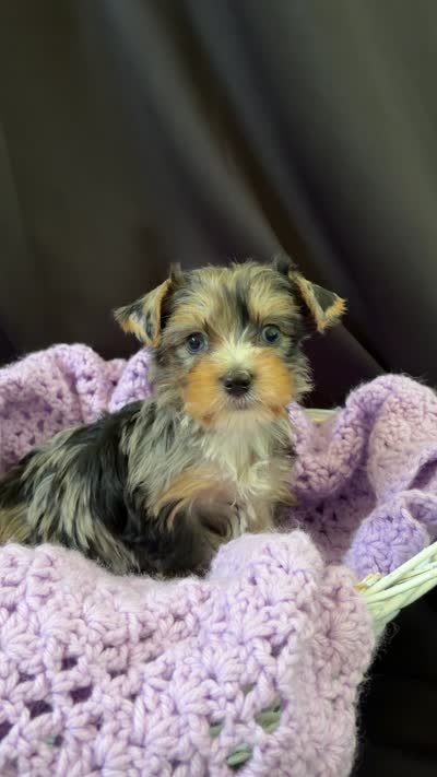 Gianna, a female Yorkshire Terrier for sale in Chandler, AZ – 6 of 6