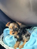 Gavin, a male Yorkshire Terrier for sale in Chandler, AZ – 3 of 6