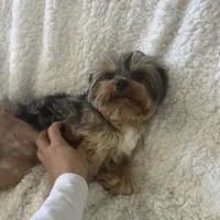 Rocky, a male Yorkshire Terrier for sale in Chandler, AZ – Photo 3 of 4