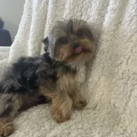 Rocky, a male Yorkshire Terrier for sale in Chandler, AZ – Photo 2 of 4